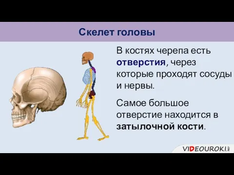 Скелет головы В костях черепа есть отверстия, через которые проходят