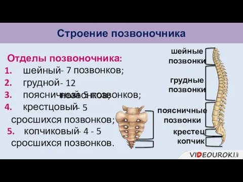 Строение позвоночника Отделы позвоночника: шейный грудной поясничный крестцовый 5. копчиковый