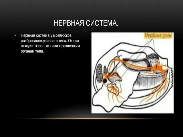 НЕРВНАЯ СИСТЕМА. Нервная система у моллюсков разбросанно-узлового типа. От них