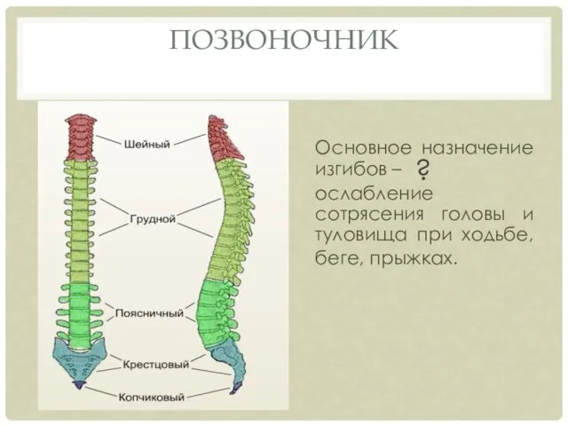 Основное назначение изгибов – ослабление сотрясения головы и туловища при ходьбе, беге, прыжках. ПОЗВОНОЧНИК ?