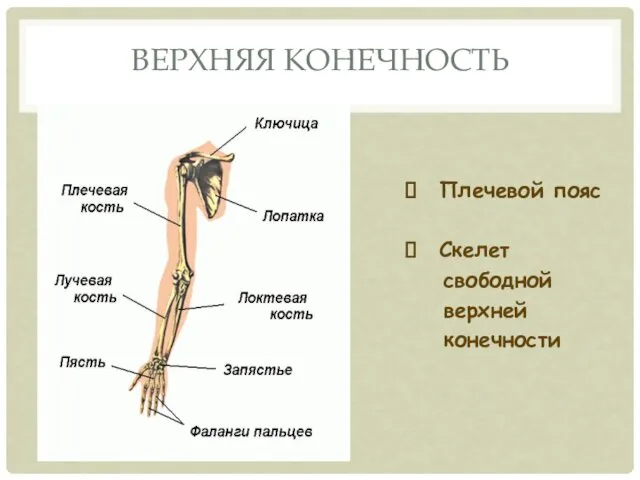 Плечевой пояс Скелет свободной верхней конечности ВЕРХНЯЯ КОНЕЧНОСТЬ