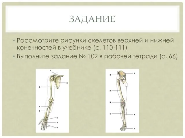 ЗАДАНИЕ Рассмотрите рисунки скелетов верхней и нижней конечностей в учебнике