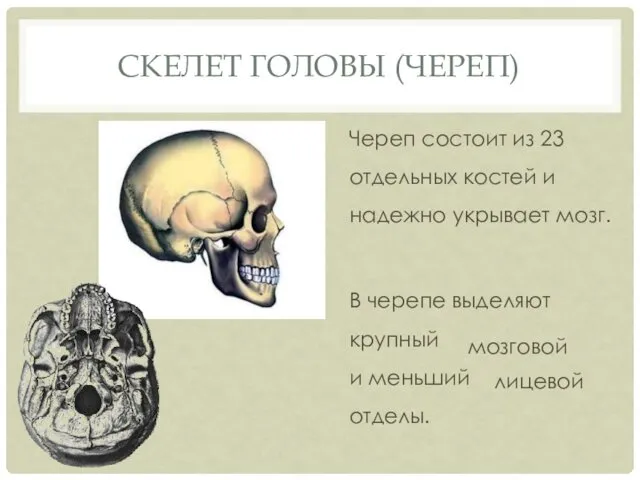 СКЕЛЕТ ГОЛОВЫ (ЧЕРЕП) Череп состоит из 23 отдельных костей и