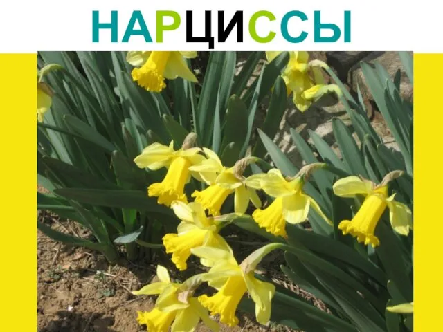 НАРЦИССЫ