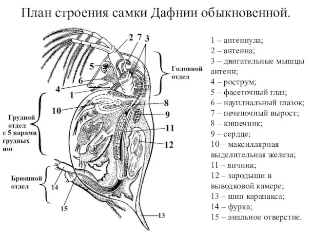 План строения самки Дафнии обыкновенной. 1 – антеннула; 2 –