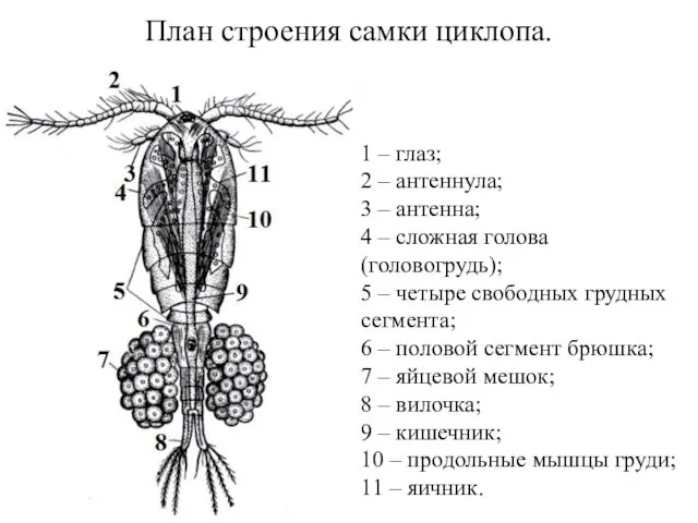 План строения самки циклопа. 1 – глаз; 2 – антеннула;