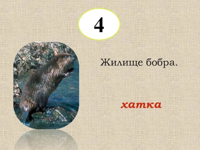 4 Жилище бобра. хатка