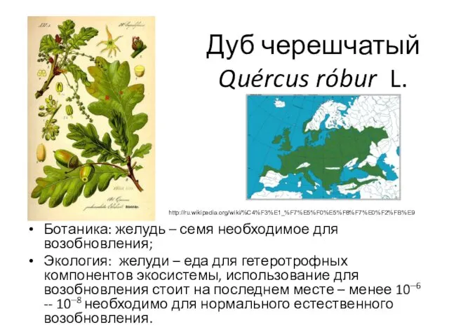 Дуб черешчатый Quércus róbur L. Ботаника: желудь – семя необходимое