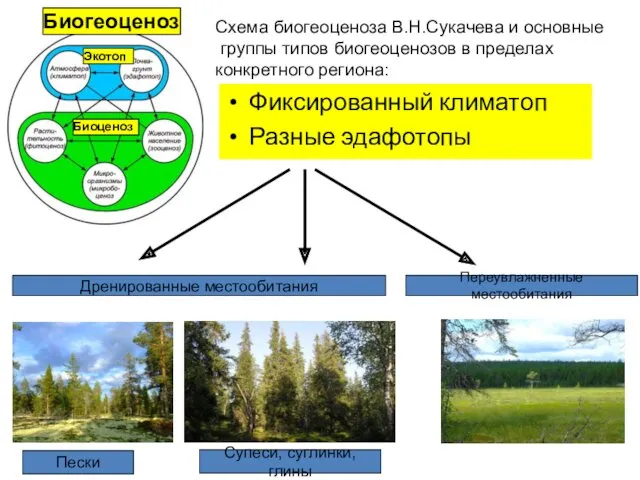 Фиксированный климатоп Разные эдафотопы Экотоп Биоценоз Биогеоценоз Схема биогеоценоза В.Н.Сукачева