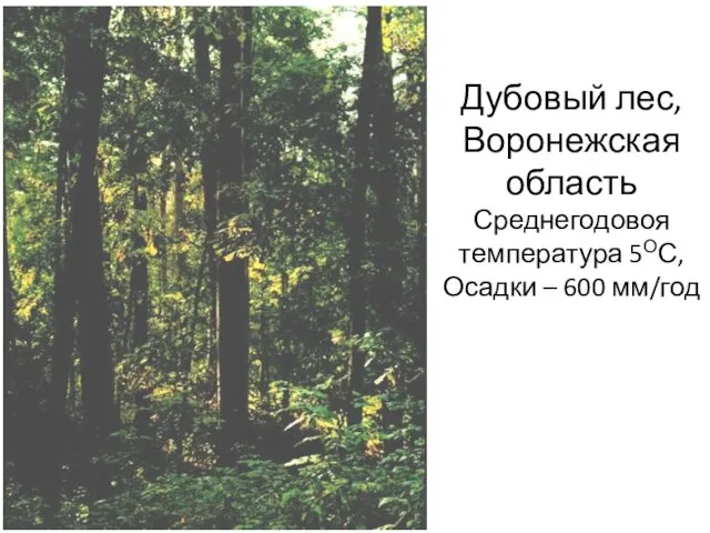 Дубовый лес, Воронежская область Среднегодовоя температура 5ОС, Осадки – 600 мм/год Lucanus cervus