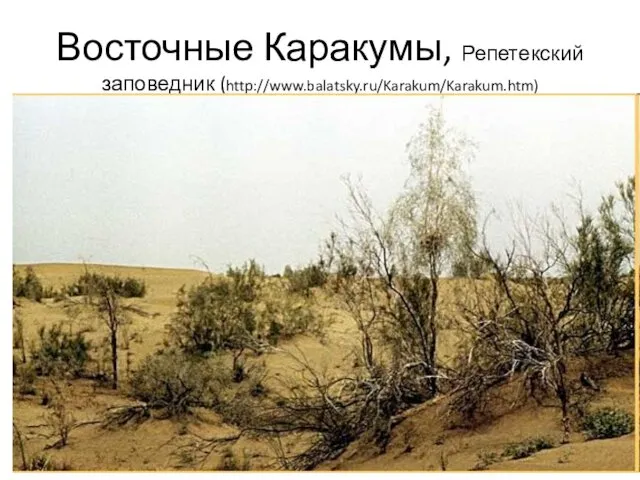 Восточные Каракумы, Репетекский заповедник (http://www.balatsky.ru/Karakum/Karakum.htm)