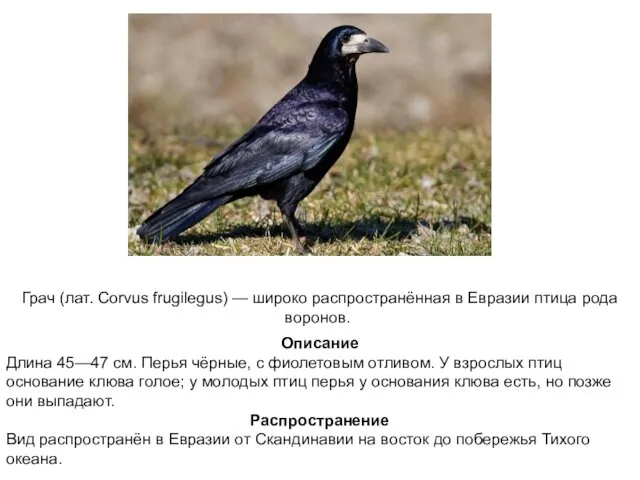 Грач (лат. Corvus frugilegus) — широко распространённая в Евразии птица рода воронов. Описание