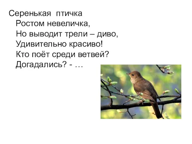 Серенькая птичка Ростом невеличка, Но выводит трели – диво, Удивительно красиво! Кто поёт