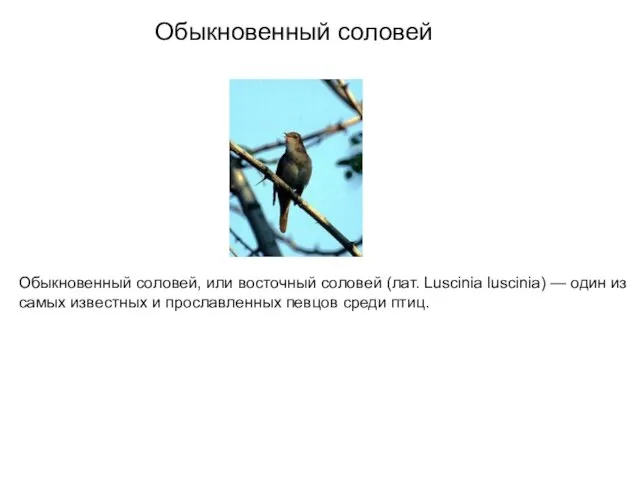 Обыкновенный соловей Обыкновенный соловей, или восточный соловей (лат. Luscinia luscinia)