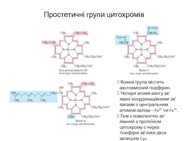 Простетичні групи цитохромів Кожна група містить азотовмісний порфірин. Чотири атоми азоту зв’язані координаційними