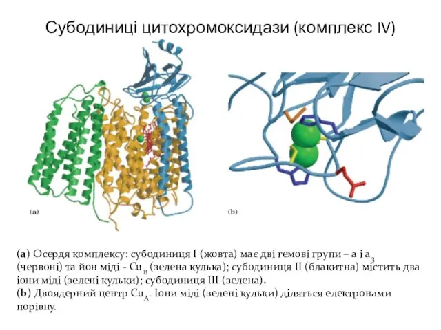 Субодиниці цитохромоксидази (комплекс IV) (а) Осердя комплексу: субодиниця І (жовта) має дві гемові