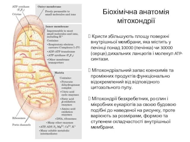 Біохімічна анатомія мітохондрії Кристи збільшують площу поверхні внутрішньої мембрани, яка містить у печінці