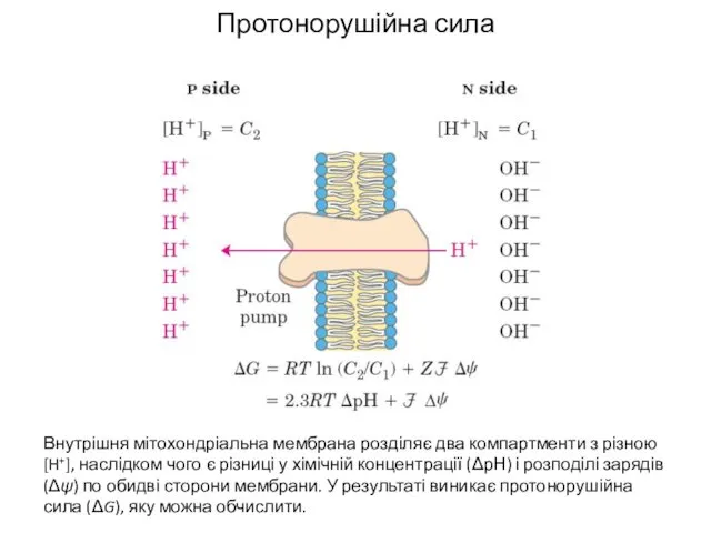 Протонорушійна сила Внутрішня мітохондріальна мембрана розділяє два компартменти з різною