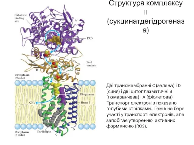Структура комплексу II (сукцинатдегідрогеназа) Дві трансмембранні C (зелена) і D (синя) і дві