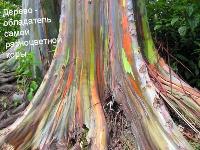 Дерево - обладатель самой разноцветной коры