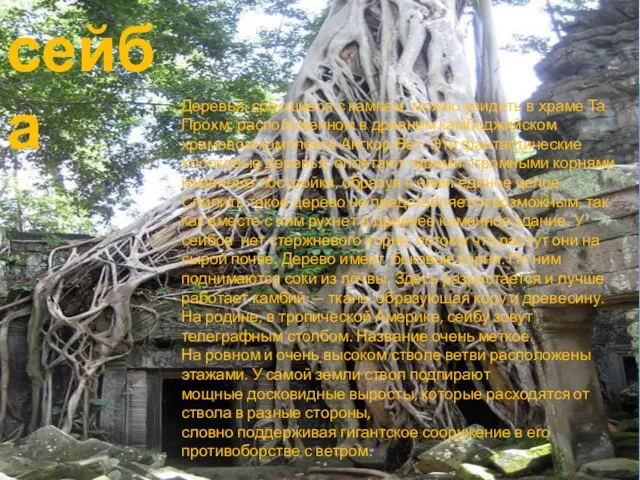 сейба Деревья, сросшиеся с камнем, можно увидеть в храме Та Прохм, расположенном в