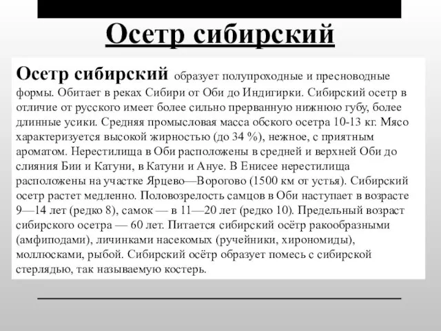 Осетр сибирский Осетр сибирский образует полупроходные и пресноводные формы. Обитает в реках Сибири