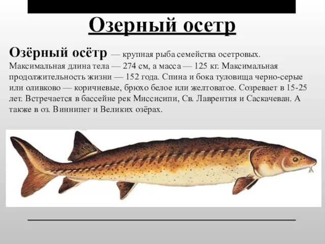Озерный осетр Озёрный осётр — крупная рыба семейства осетровых. Максимальная