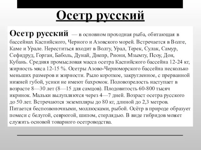 Осетр русский — в основном проходная рыба, обитающая в бассейнах Каспийского, Черного и