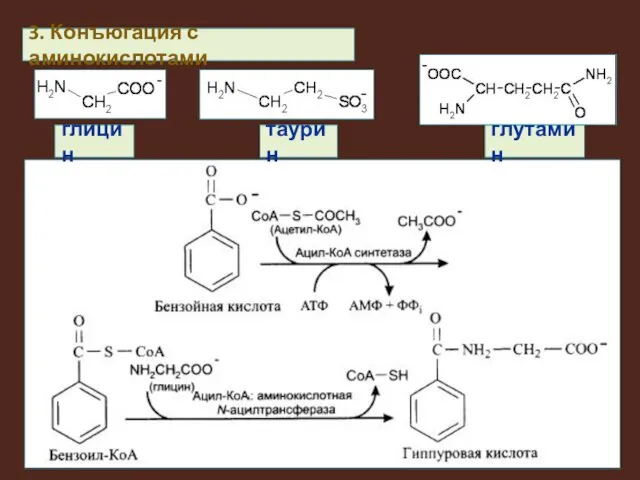 3. Конъюгация с аминокислотами глицин таурин глутамин