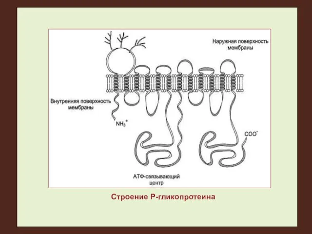 Строение Р-гликопротеина