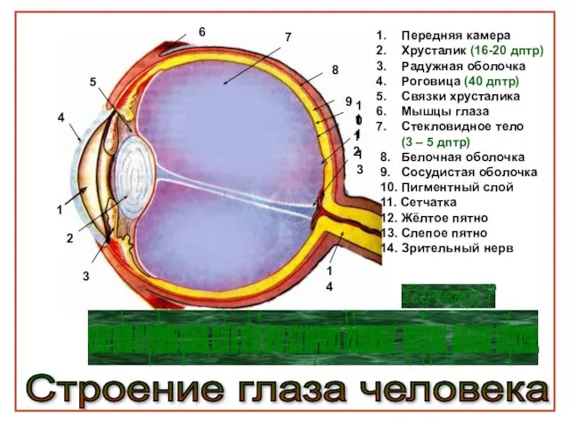 Строение глаза человека 1 2 3 4 5 6 7