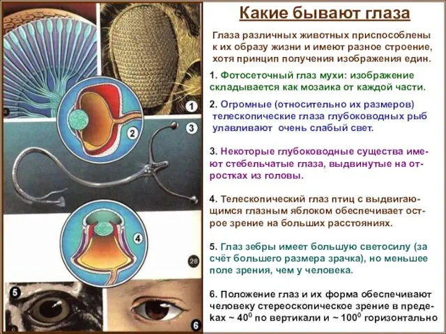 Какие бывают глаза Глаза различных животных приспособлены к их образу