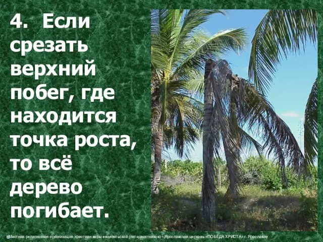 4. Если срезать верхний побег, где находится точка роста, то всё дерево погибает.