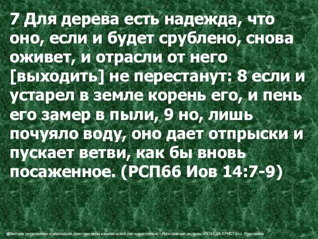 7 Для дерева есть надежда, что оно, если и будет