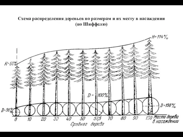 Схема распределения деревьев по размерам и их месту в насаждении (по Шиффелю)