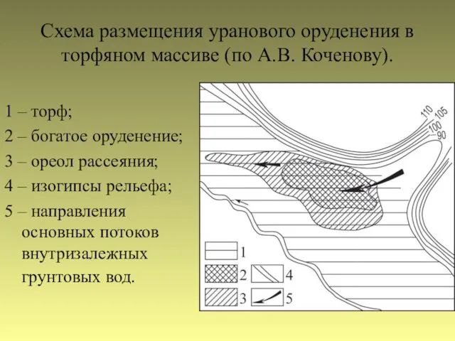 Схема размещения уранового оруденения в торфяном массиве (по А.В. Коченову).