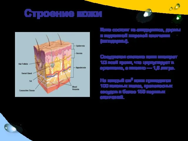 Строение кожи Кожа состоит из эпидермиса, дермы и подкожной жировой