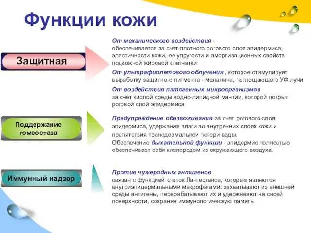 От механического воздействия - обеспечивается за счет плотного рогового слоя