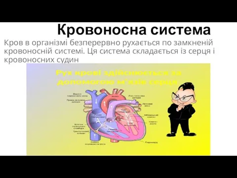 Кровоносна система Кров в організмі безперервно рухається по замкненій кровоносній