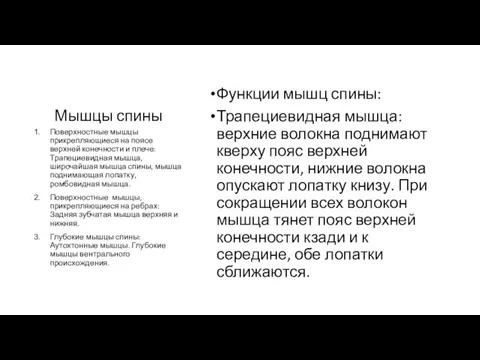 Мышцы спины Функции мышц спины: Трапециевидная мышца: верхние волокна поднимают