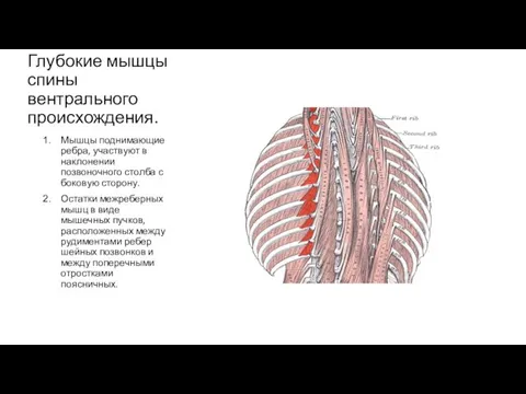 Глубокие мышцы спины вентрального происхождения. Мышцы поднимающие ребра, участвуют в