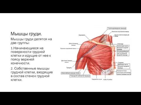 Мышцы груди. Мышцы груди делятся на две группы: 1.Начинающиеся на