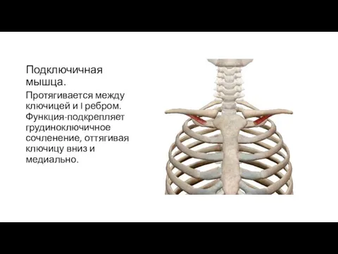 Подключичная мышца. Протягивается между ключицей и I ребром. Функция-подкрепляет грудиноключичное сочленение, оттягивая ключицу вниз и медиально.