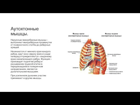 Аутохтонные мышцы. Наружные межреберные мышцы – выполняют межреберные промежутки от