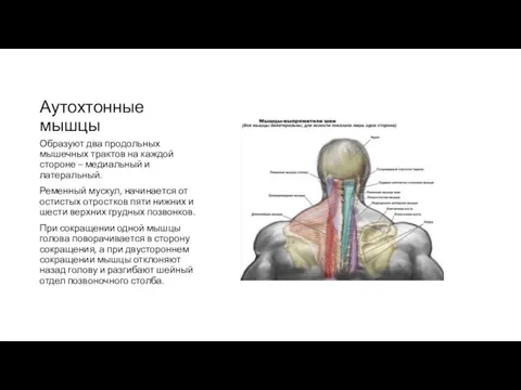 Аутохтонные мышцы Образуют два продольных мышечных трактов на каждой стороне