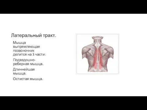 Латеральный тракт. Мышца выпрямляющая позвоночник делится на 3 части: Подвздошно-реберная мышца. Длиннейшая мышца. Остистая мышца.