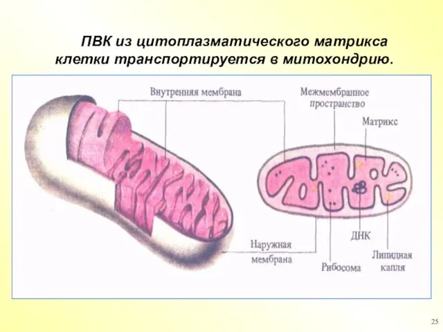 ПВК из цитоплазматического матрикса клетки транспортируется в митохондрию.