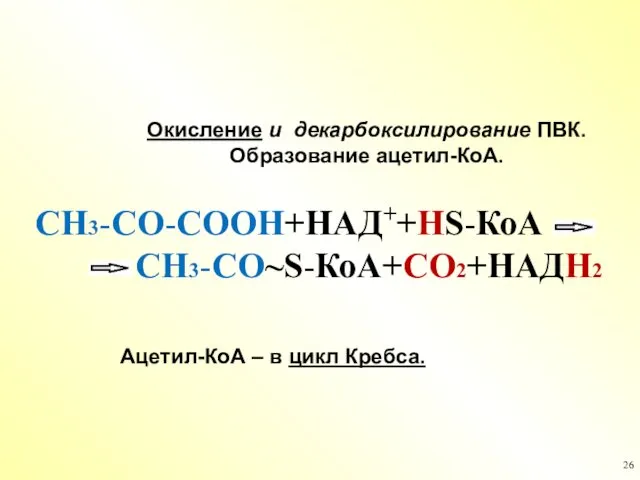 Окисление и декарбоксилирование ПВК. Образование ацетил-КоА. СН3-СО-СООН+НАД++НS-КоА СН3-СО~S-КоА+СО2+НАДН2 Ацетил-КоА – в цикл Кребса.