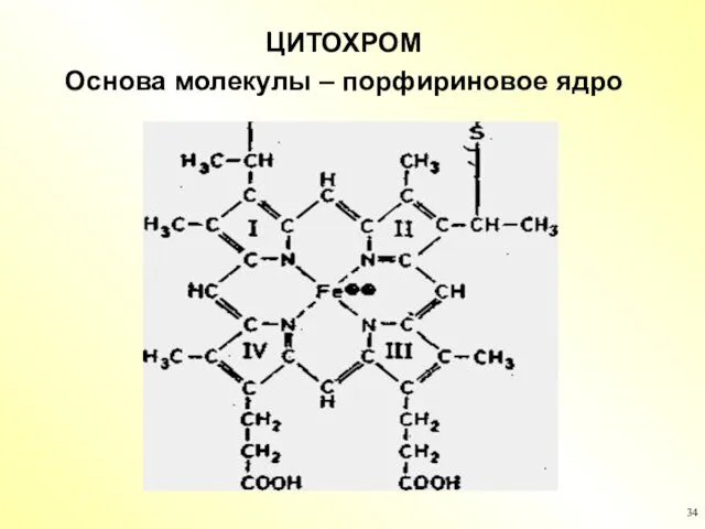 ЦИТОХРОМ Основа молекулы – порфириновое ядро