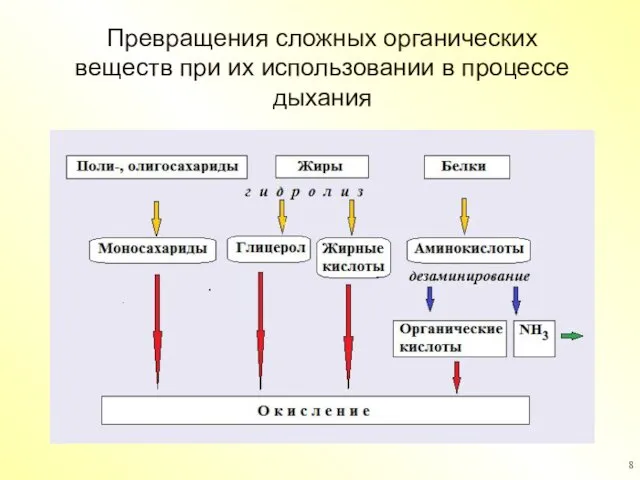 Превращения сложных органических веществ при их использовании в процессе дыхания